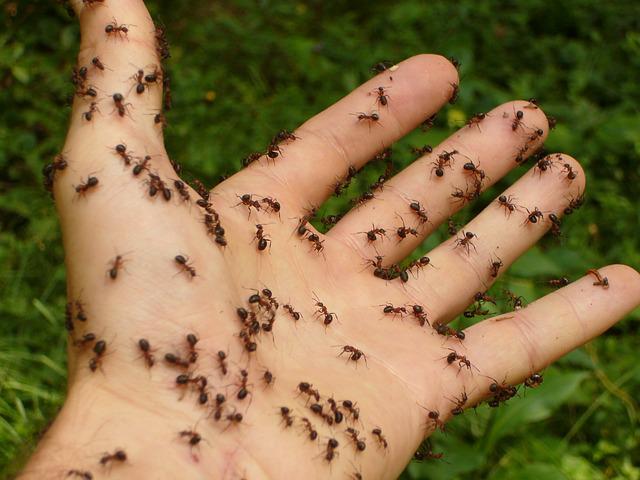 mravenci na dlani