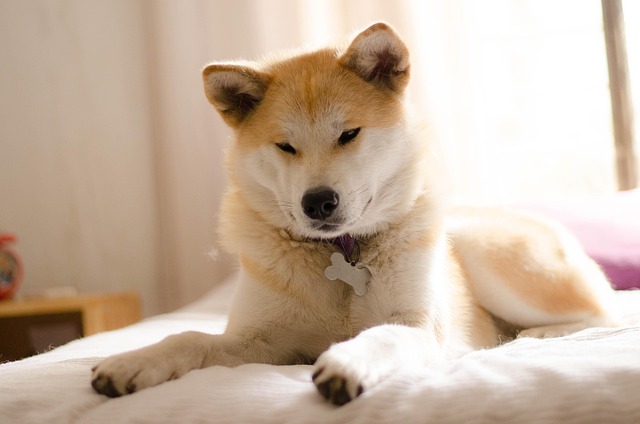 Znáte pejska akita inu?