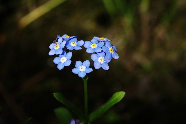 srdce z modrých květin